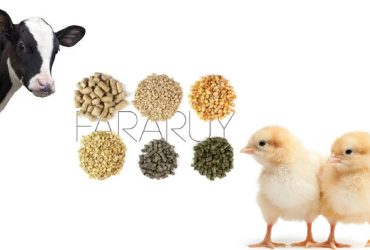 ارتقای کیفیت فرآورده‌های دامی با نانومکمل‌های معدنی ساخت داخل