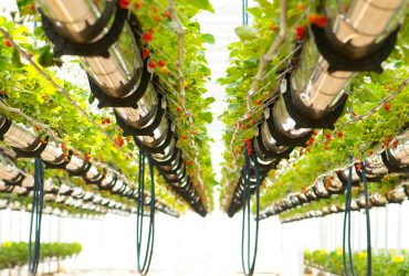 استفاده از فناوری نانوحباب در گلخانه؛ افزایش کیفیت محصول بدون نیاز به قارچ‌کش