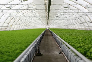 تحسین پیشگام جهانی نانوحباب از دستاورد ایران در کشاورزی و آبزی‌پروری