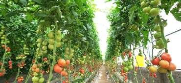 بهبود کارایی کشت گوجه‌فرنگی با فناوری نانوحباب ایرانی