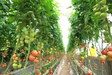 بهبود کارایی کشت گوجه‌فرنگی با فناوری نانوحباب ایرانی