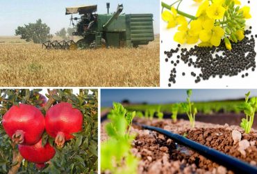 فرصت‌های فناوری‌نانو در بخش کشاورزی