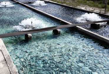 فناوری ایرانی نانوحباب در استخرهای پرورش ماهی