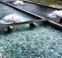 فناوری ایرانی نانوحباب در استخرهای پرورش ماهی