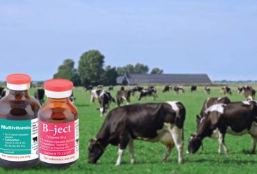 تولید ایرانی نانومکمل‌ ویتامین‌های A ،D۳ و E برای مصارف دامی