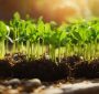مروری بر کاربردهای فناوری نانو و توسعه آن در کشاورزی و صنایع وابسته