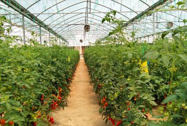 بهبود کارایی کشت گوجه‌فرنگی با فناوری‌ نانوحباب ایرانی