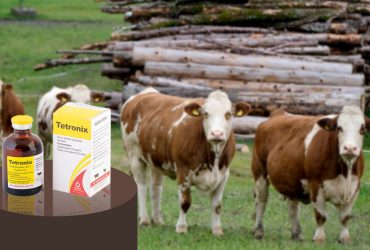 تولید صنعتی نانوداروی ایرانی برای پیشگیری و درمان بیماری‌های دامی