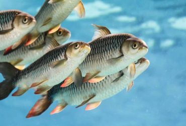 دوره صنعتی نانوحباب در پرورش آبزیان استان گیلان