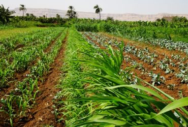 نانوحسگرهای تشخیص  سموم‌کشاورزی