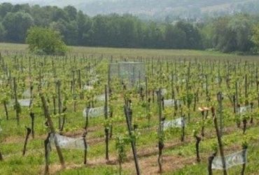 کاربردهای نانوالیاف در کشاورزی