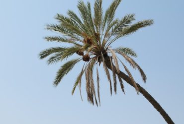 برپایی جلسات صنعتی ارتقای کیفیت و ماندگاری بسته‌بندی خرما و فرآورده‌های خرمایی