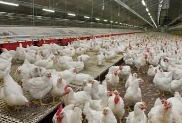 ارتقا سلامت دام و طیور کشور با ضدعفونی‌کننده نانویی ایرانی