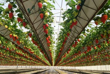 نظر مثبت گلخانه‌داران بهره بردار از دستگاه نانوحباب‌ساز ایرانی