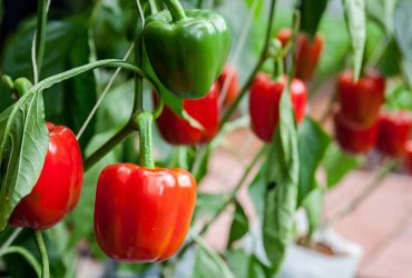 شرکت نانوفناوری سراج: در بیش از ۱۰۰ گلخانه در کشور از فناوری‌ نانوحباب استفاده می‌شود