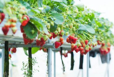 بهره‌بردار فناوری نانوحباب‌‌ساز: ۱۸۰ هزار بوته توت‌فرنگی را با این فناوری کشت داده‌ایم