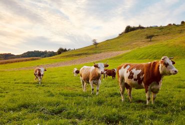 شرکت ایمن نانو فام: هزینه خوراک دام را با فناوری‌ نانو کاهش دادیم
