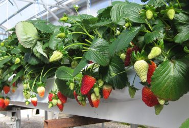 تجربه مثبت یک گلخانه‌دار بعد از دو سال استفاده از دستگاه نانوحباب